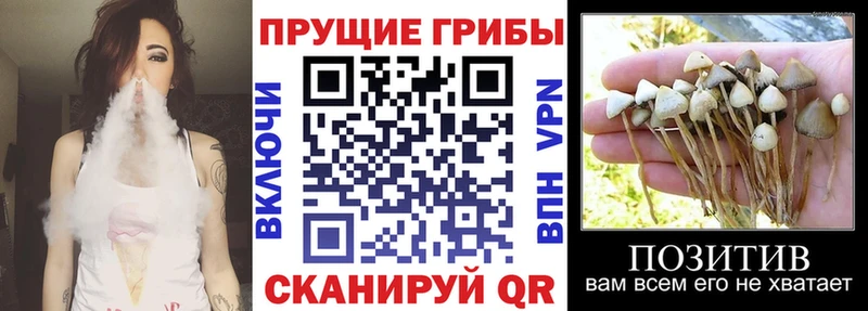 Галлюциногенные грибы Cubensis  Яранск 